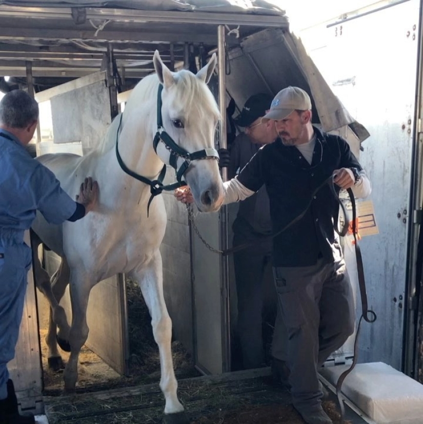 La manada va al cielo: cómo se transportan los caballos en los aviones