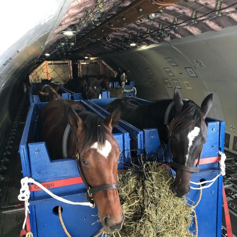La manada va al cielo: cómo se transportan los caballos en los aviones