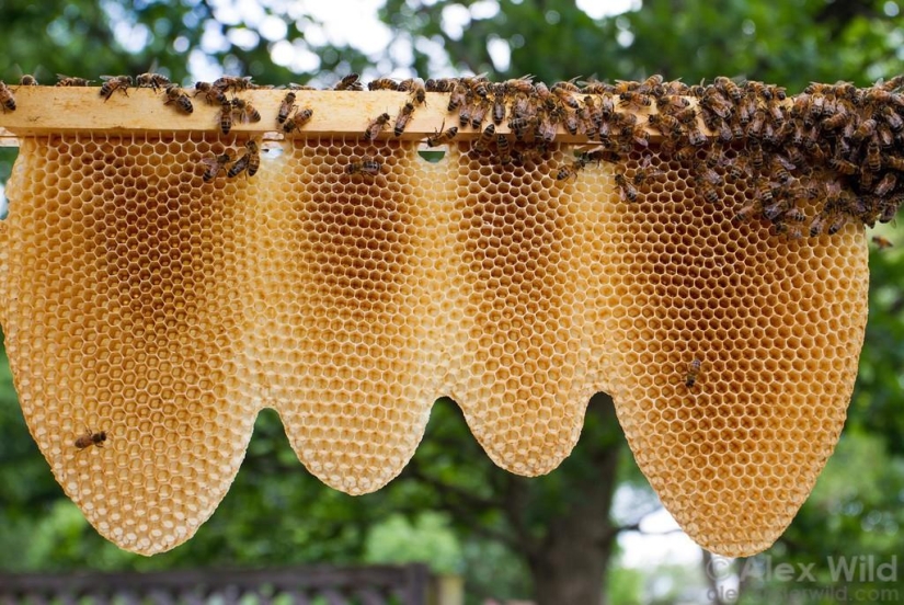 La Vida Secreta de las abejas La Vida Secreta de las abejas