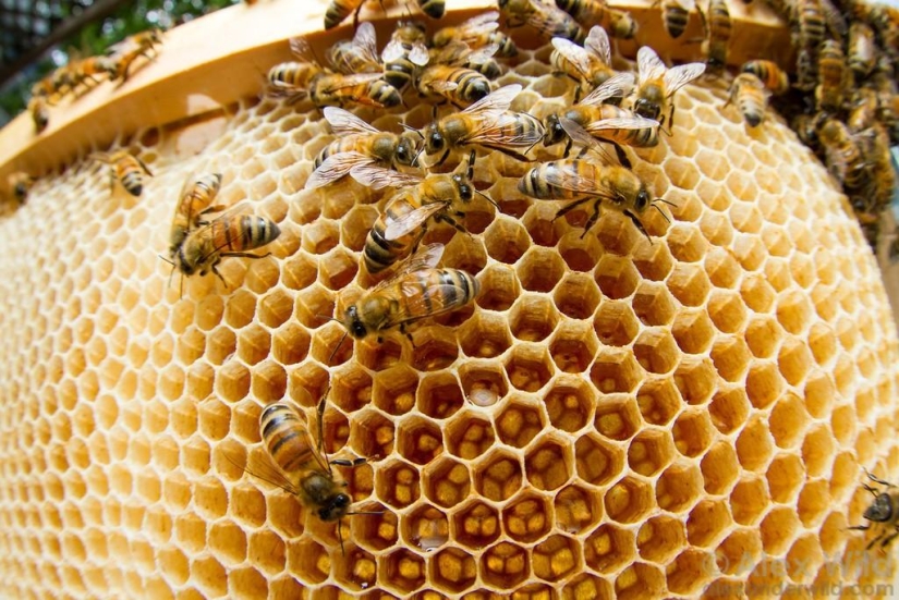 La Vida Secreta de las abejas La Vida Secreta de las abejas