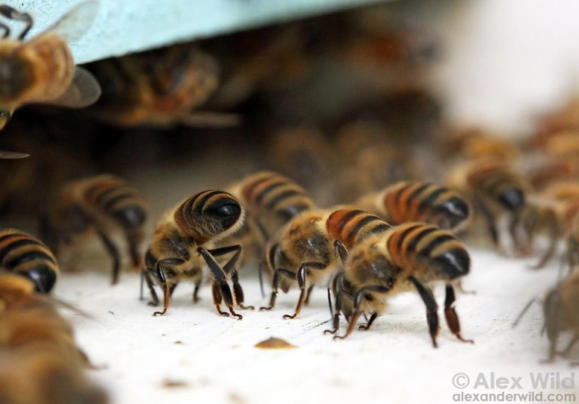 La Vida Secreta de las abejas La Vida Secreta de las abejas