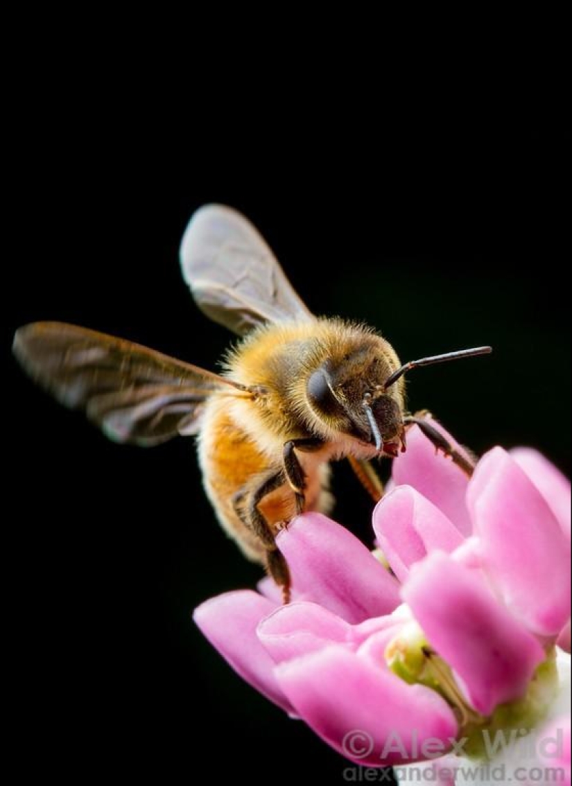 La Vida Secreta de las abejas La Vida Secreta de las abejas