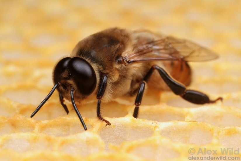 La Vida Secreta de las abejas La Vida Secreta de las abejas