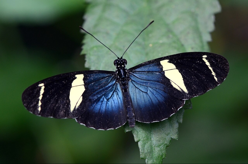 Las nanoestructuras a escala de mariposas son tan poderosas que no se desvanecen con los rayos ultravioleta del sol