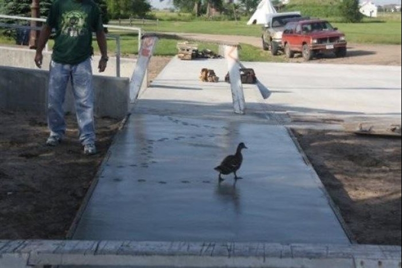 Las torres se han vuelto insolentes: animales a los que no les importa la linterna