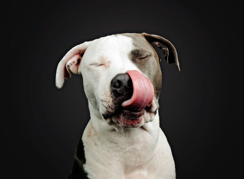 Le di mantequilla de maní a los pitbulls, agarré mi cámara y encontré pura alegría Le di mantequilla de maní a los pitbulls, agarré mi cámara y encontré pura alegría