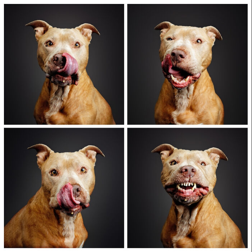 Le di mantequilla de maní a los pitbulls, agarré mi cámara y encontré pura alegría Le di mantequilla de maní a los pitbulls, agarré mi cámara y encontré pura alegría