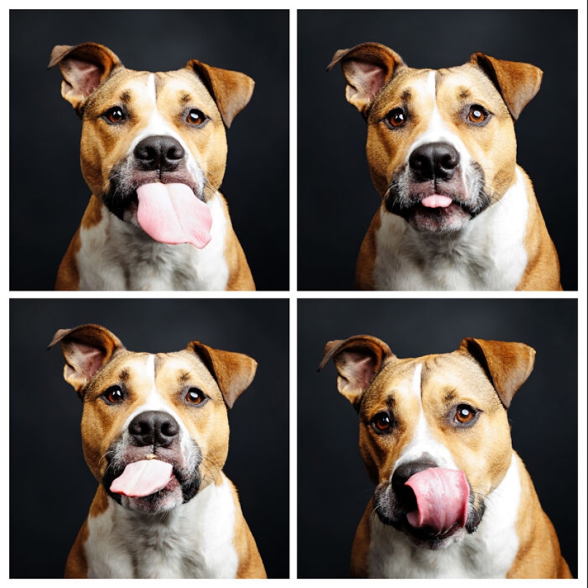 Le di mantequilla de maní a los pitbulls, agarré mi cámara y encontré pura alegría Le di mantequilla de maní a los pitbulls, agarré mi cámara y encontré pura alegría