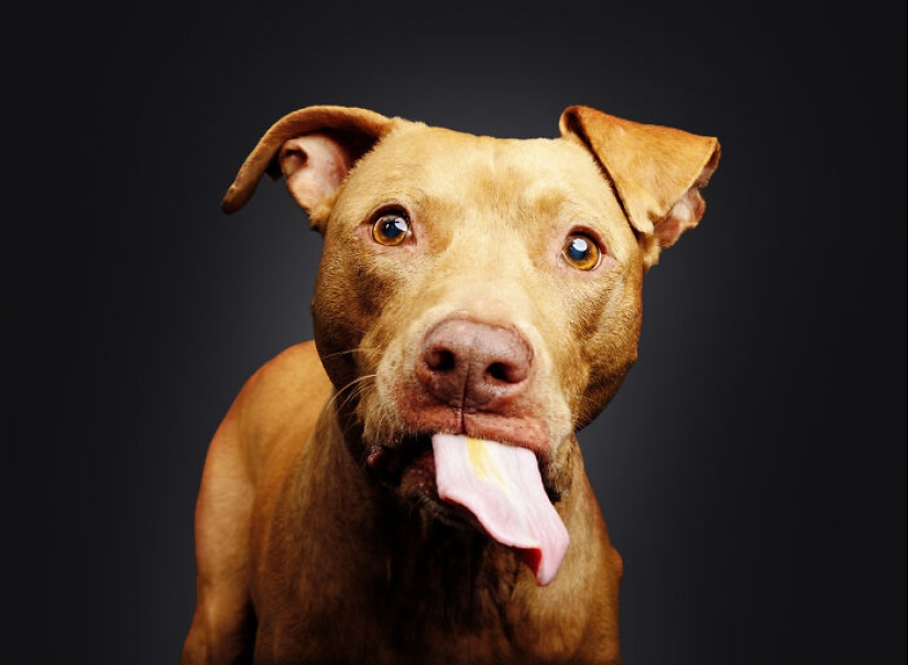 Le di mantequilla de maní a los pitbulls, agarré mi cámara y encontré pura alegría Le di mantequilla de maní a los pitbulls, agarré mi cámara y encontré pura alegría