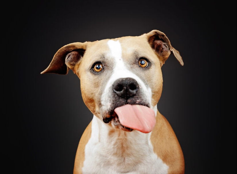 Le di mantequilla de maní a los pitbulls, agarré mi cámara y encontré pura alegría Le di mantequilla de maní a los pitbulls, agarré mi cámara y encontré pura alegría