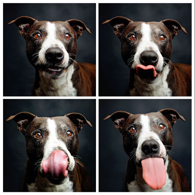 Le di mantequilla de maní a los pitbulls, agarré mi cámara y encontré pura alegría Le di mantequilla de maní a los pitbulls, agarré mi cámara y encontré pura alegría