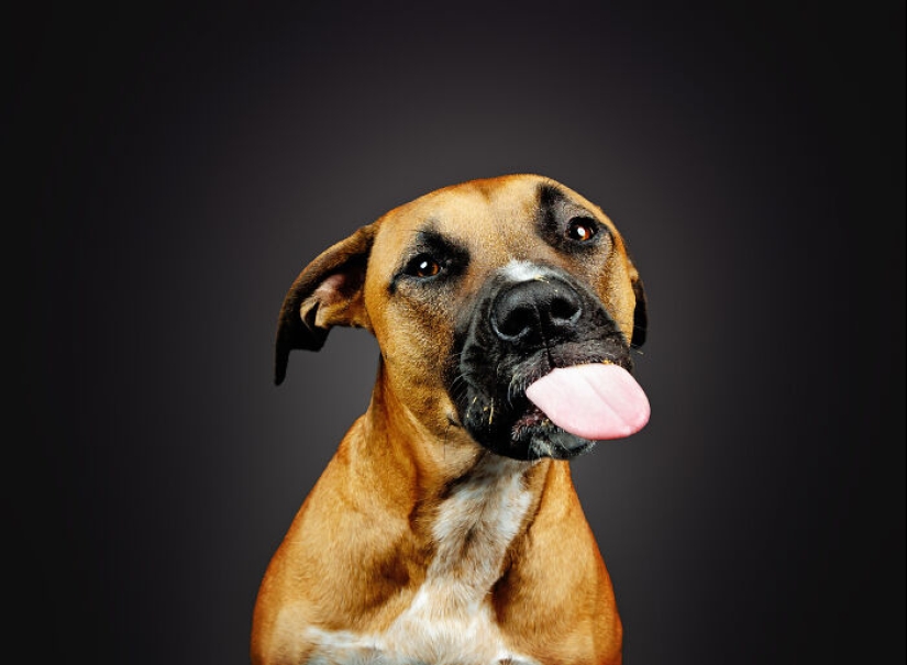 Le di mantequilla de maní a los pitbulls, agarré mi cámara y encontré pura alegría Le di mantequilla de maní a los pitbulls, agarré mi cámara y encontré pura alegría