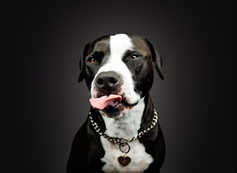 Le di mantequilla de maní a los pitbulls, agarré mi cámara y encontré pura alegría Le di mantequilla de maní a los pitbulls, agarré mi cámara y encontré pura alegría