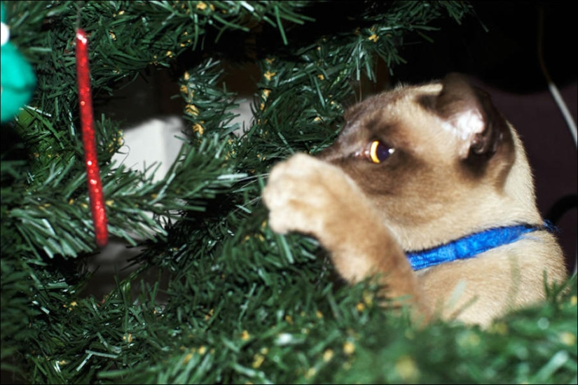 ¿Le pusiste un árbol de Navidad al gato?