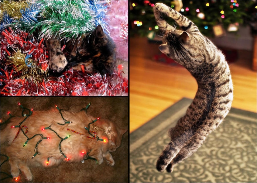 ¿Le pusiste un árbol de Navidad al gato?