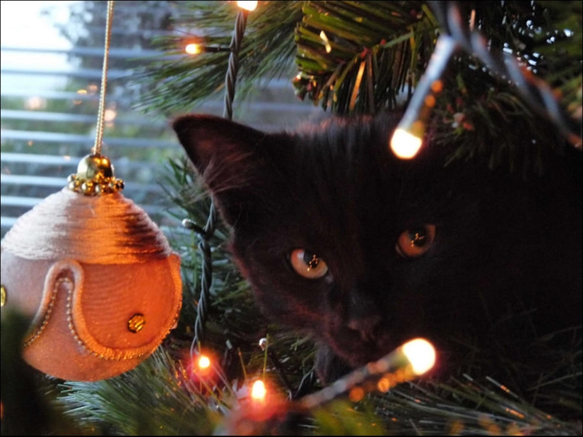 ¿Le pusiste un árbol de Navidad al gato?