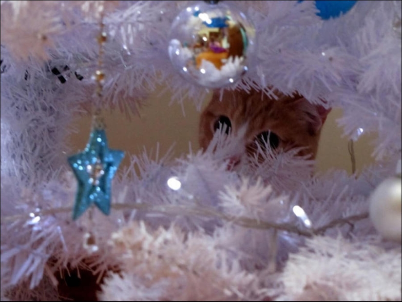 ¿Le pusiste un árbol de Navidad al gato?