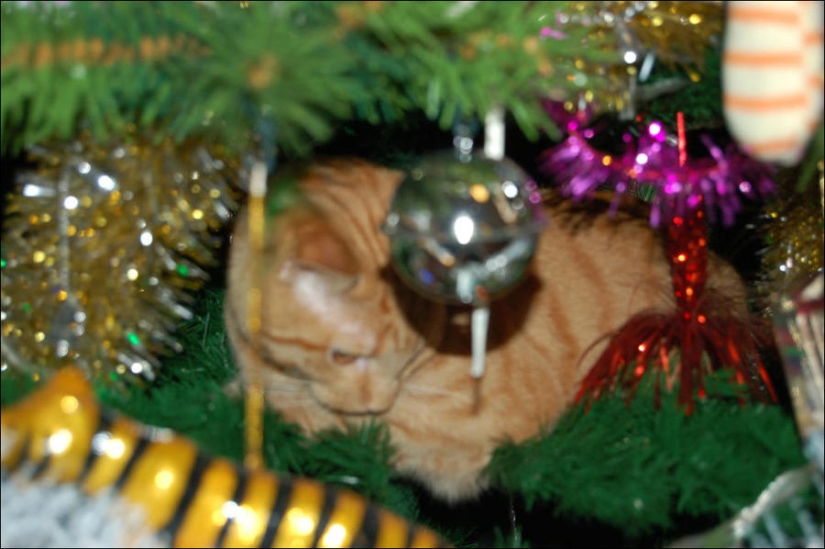 ¿Le pusiste un árbol de Navidad al gato?