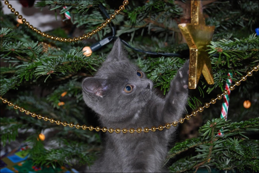 ¿Le pusiste un árbol de Navidad al gato?