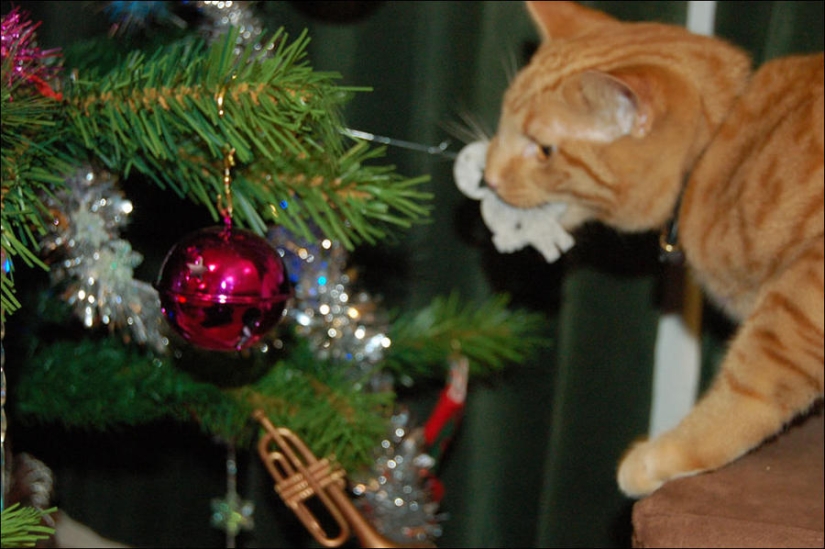 ¿Le pusiste un árbol de Navidad al gato?