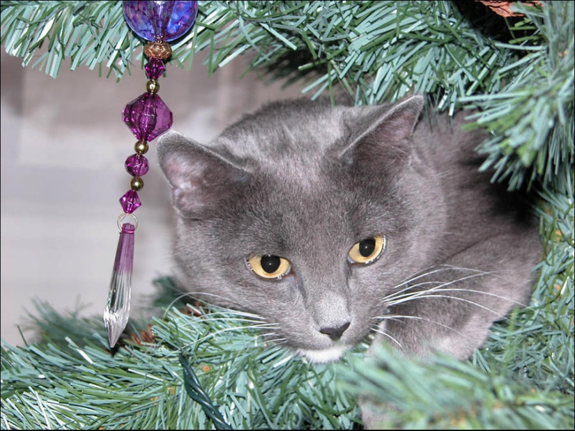 ¿Le pusiste un árbol de Navidad al gato?