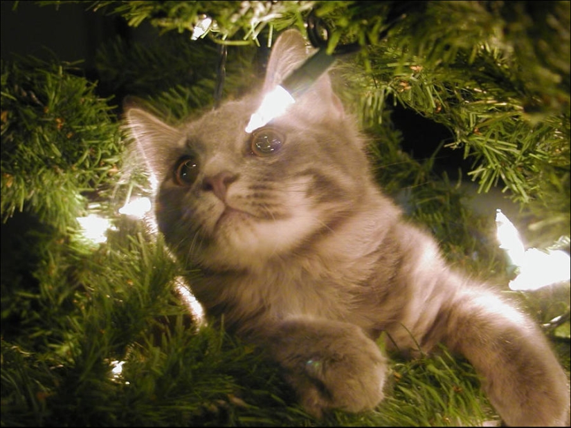 ¿Le pusiste un árbol de Navidad al gato?