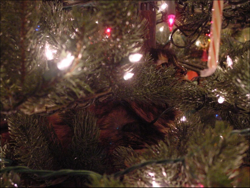 ¿Le pusiste un árbol de Navidad al gato?