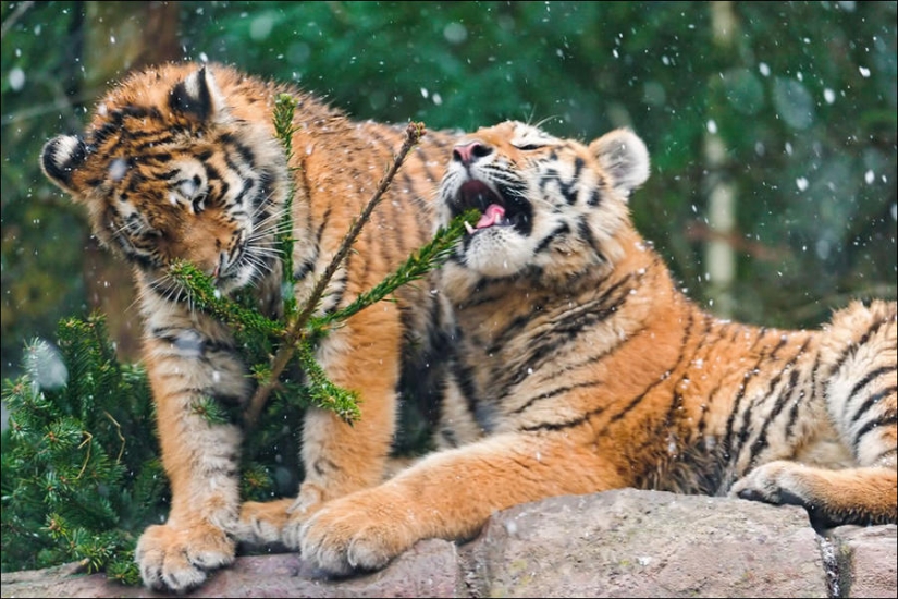 ¿Le pusiste un árbol de Navidad al gato?