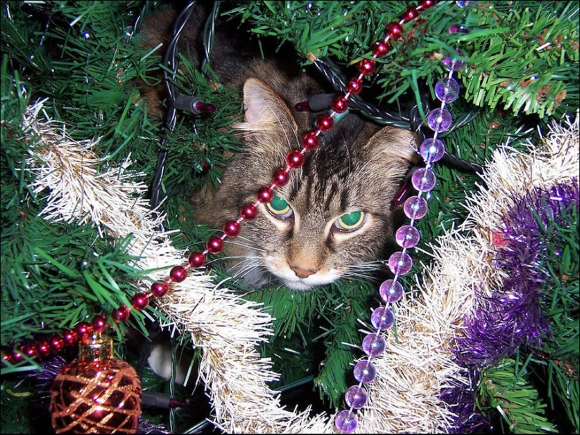 ¿Le pusiste un árbol de Navidad al gato?