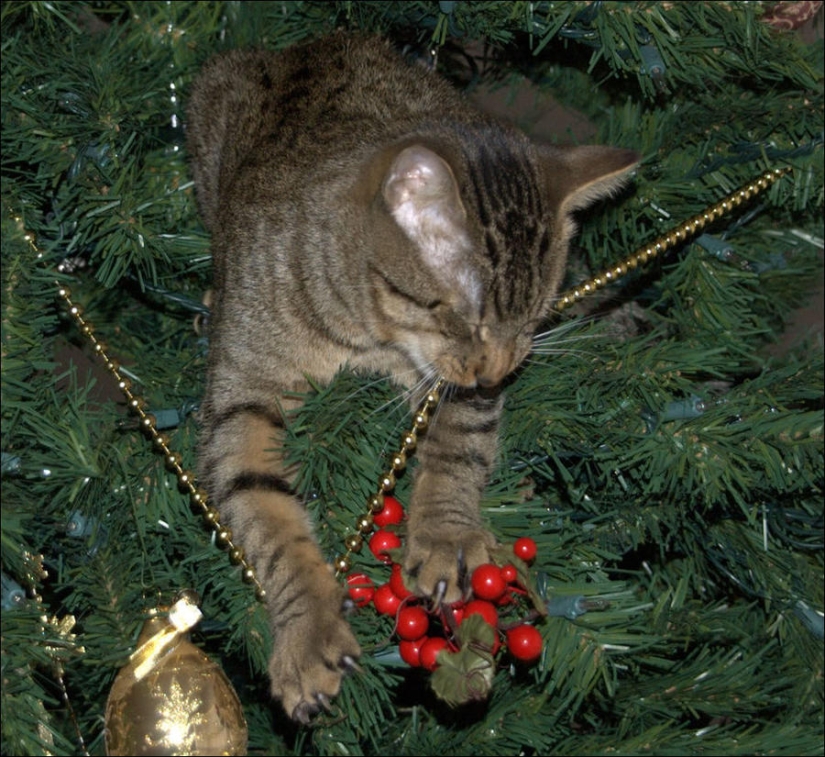 ¿Le pusiste un árbol de Navidad al gato?