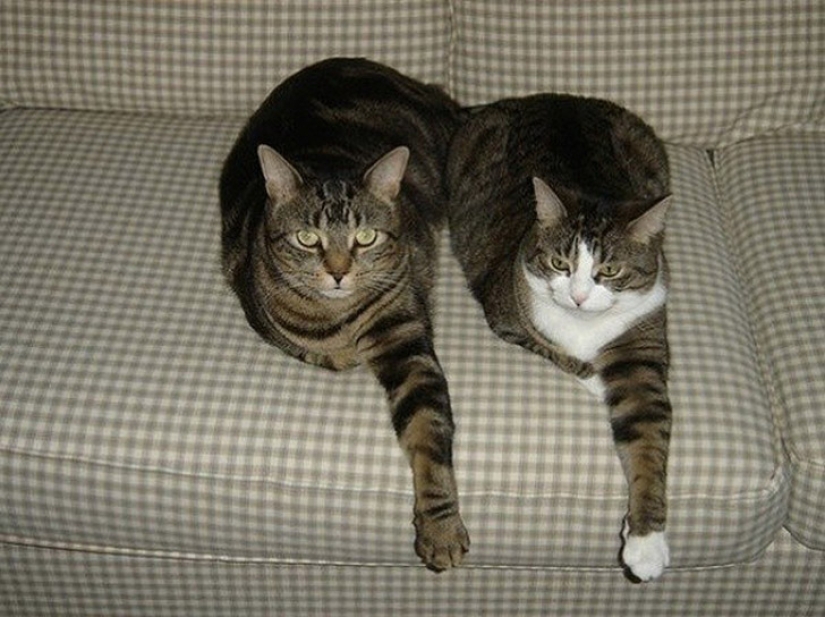 Less studied, but desperately funny fact cat can be synchronized Less studied, but desperately funny fact cat can be synchronized