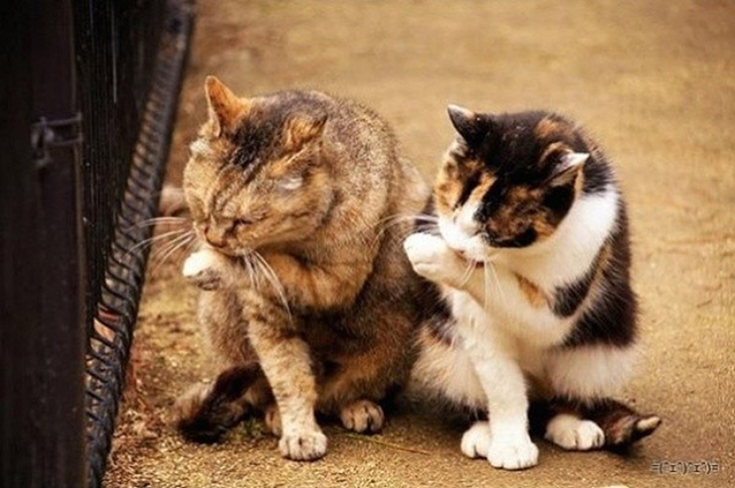 Less studied, but desperately funny fact cat can be synchronized Less studied, but desperately funny fact cat can be synchronized