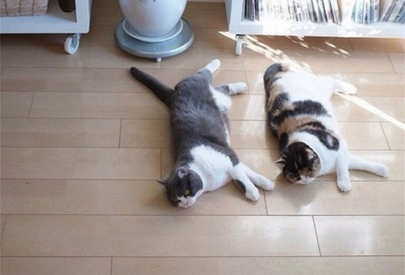 Less studied, but desperately funny fact cat can be synchronized Less studied, but desperately funny fact cat can be synchronized