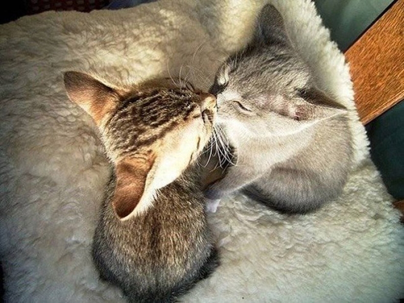 Less studied, but desperately funny fact cat can be synchronized Less studied, but desperately funny fact cat can be synchronized