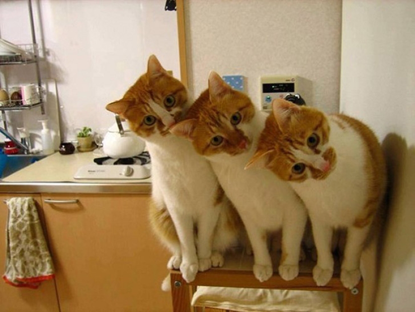 Less studied, but desperately funny fact cat can be synchronized Less studied, but desperately funny fact cat can be synchronized