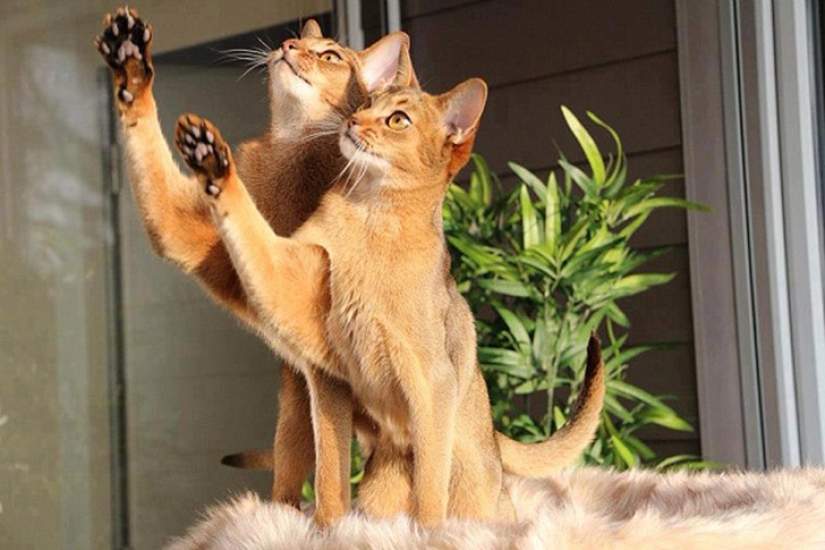 Less studied, but desperately funny fact cat can be synchronized Less studied, but desperately funny fact cat can be synchronized