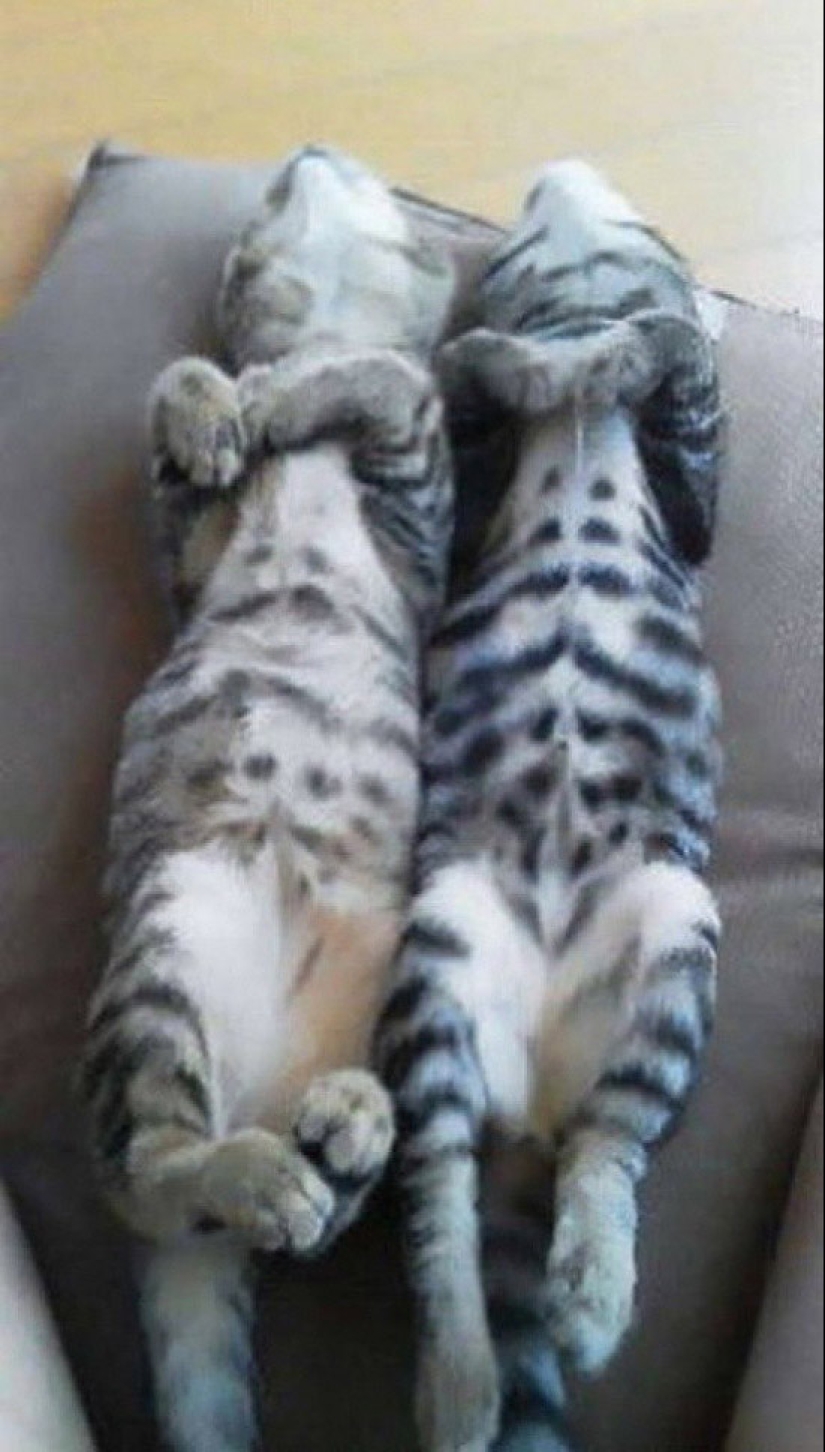 Less studied, but desperately funny fact cat can be synchronized Less studied, but desperately funny fact cat can be synchronized