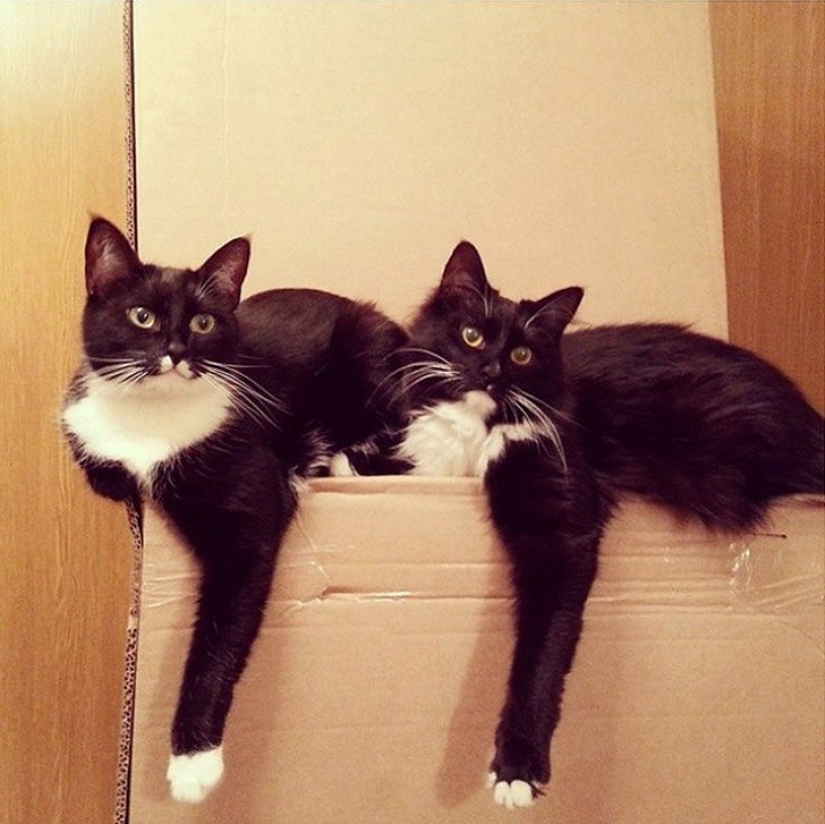 Less studied, but desperately funny fact cat can be synchronized Less studied, but desperately funny fact cat can be synchronized