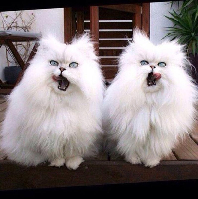 Less studied, but desperately funny fact cat can be synchronized Less studied, but desperately funny fact cat can be synchronized