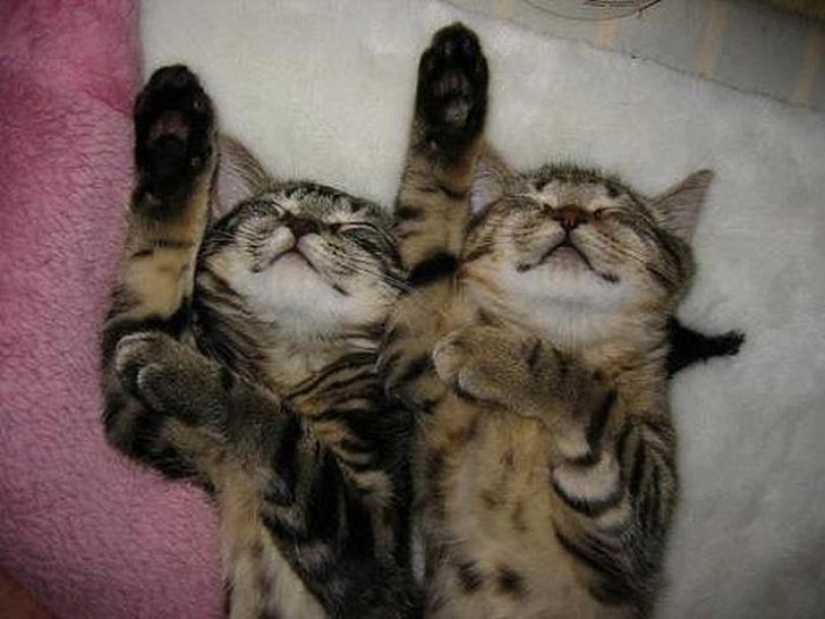 Less studied, but desperately funny fact cat can be synchronized Less studied, but desperately funny fact cat can be synchronized