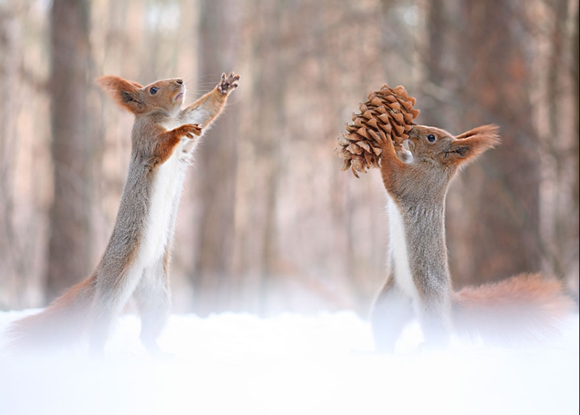 Linda sesión de fotos de ardillas jugando por el fotógrafo Vadim Trunov