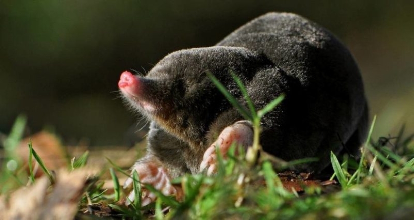 "Little Gentlemen in Black Velvet", or What Exactly You Didn't Know About Moles "Little Gentlemen in Black Velvet", or What Exactly You Didn't Know About Moles