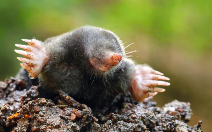 "Little Gentlemen in Black Velvet", or What Exactly You Didn't Know About Moles "Little Gentlemen in Black Velvet", or What Exactly You Didn't Know About Moles