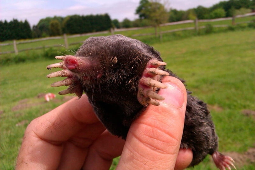 "Little Gentlemen in Black Velvet", or What Exactly You Didn't Know About Moles "Little Gentlemen in Black Velvet", or What Exactly You Didn't Know About Moles