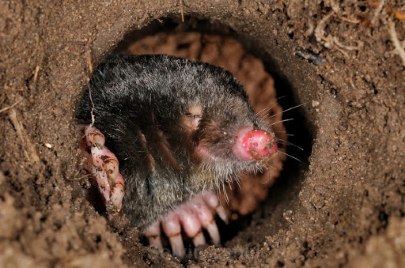 "Little Gentlemen in Black Velvet", or What Exactly You Didn't Know About Moles "Little Gentlemen in Black Velvet", or What Exactly You Didn't Know About Moles