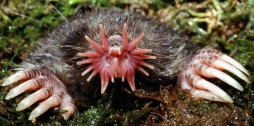 "Little Gentlemen in Black Velvet", or What Exactly You Didn't Know About Moles "Little Gentlemen in Black Velvet", or What Exactly You Didn't Know About Moles