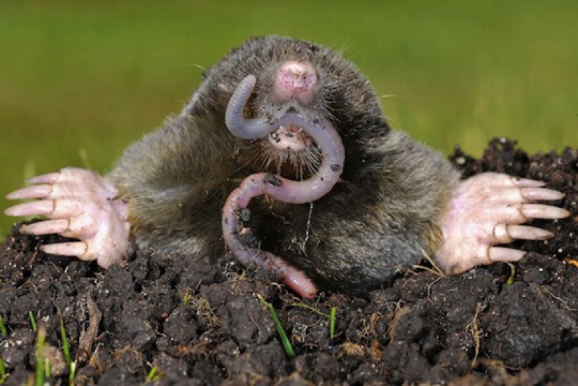 "Little Gentlemen in Black Velvet", or What Exactly You Didn't Know About Moles "Little Gentlemen in Black Velvet", or What Exactly You Didn't Know About Moles