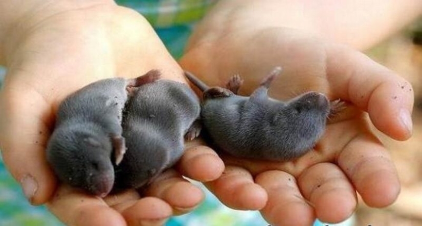 "Little Gentlemen in Black Velvet", or What Exactly You Didn't Know About Moles "Little Gentlemen in Black Velvet", or What Exactly You Didn't Know About Moles