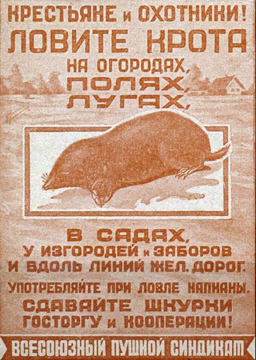 "Little Gentlemen in Black Velvet", or What Exactly You Didn't Know About Moles "Little Gentlemen in Black Velvet", or What Exactly You Didn't Know About Moles