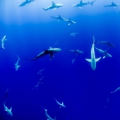 Llamadas al 911 durante las cuales los despachadores apenas pudieron evitar reírse